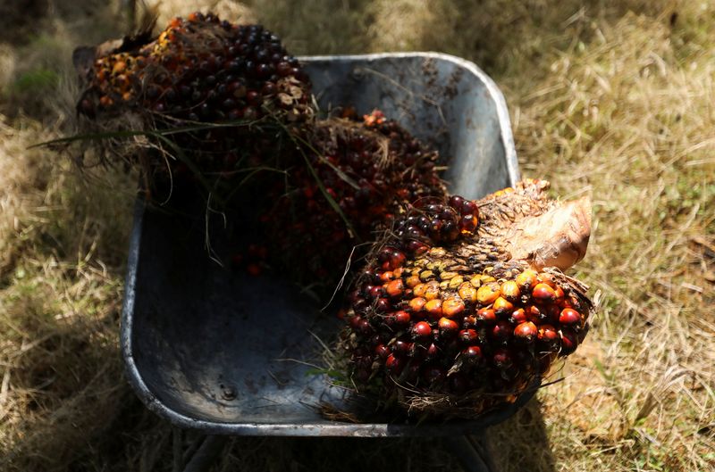 Malaysian urges palm oil producers to boost cooperation after EU rules