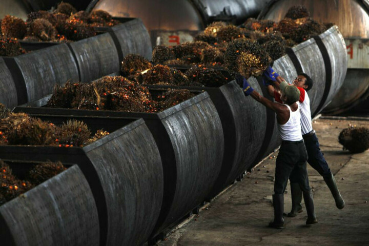 Palm oil at three-week low on firmer ringgit, demand woes