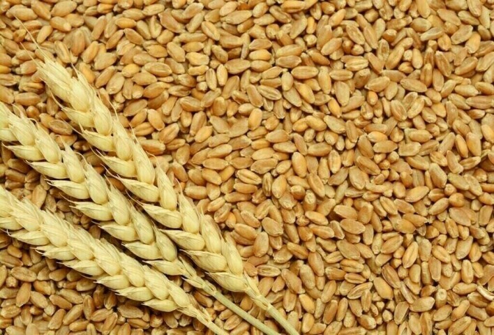 Russian wheat offered lowest in Turkey’s 565,000 tonnes wheat tender