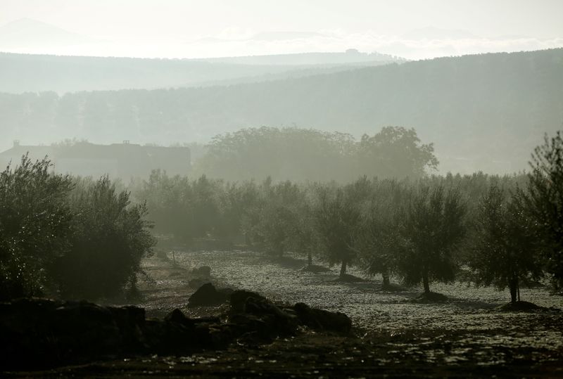 Spain's drought devastates olive oil output, drives world prices up