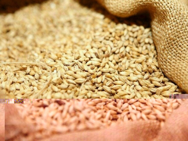 Wheat set for weekly gain on US winter crop concerns