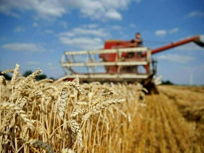 Russian wheat export prices stable last week after spiking due to grain deal exit