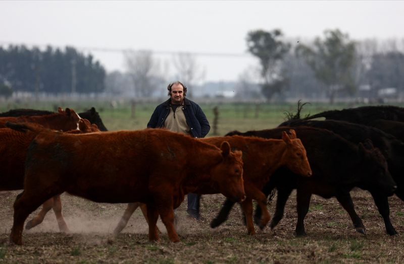 Argentine farmers back conservatives in election, hoping for freer markets