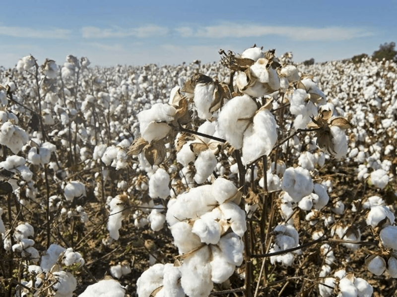 Cotton arrival in Pakistan improves 48%: PCGA