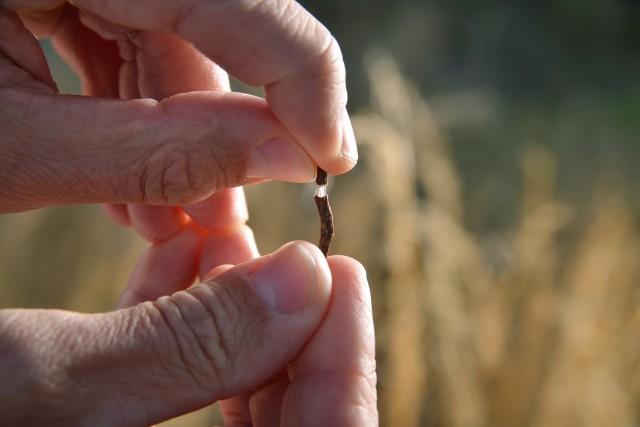 Continental Tire Turns to Dandelions for Easily Accessible Natural Rubber