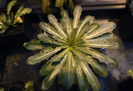 Tire makers race to turn dandelions into rubber