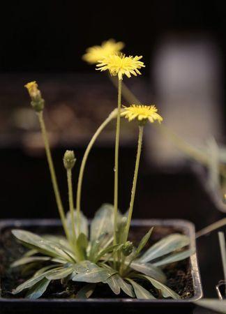 Tire makers race to turn dandelions into rubber