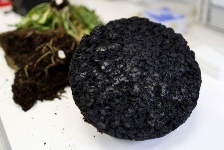 Tire makers race to turn dandelions into rubber