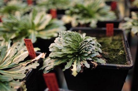 Tire makers race to turn dandelions into rubber